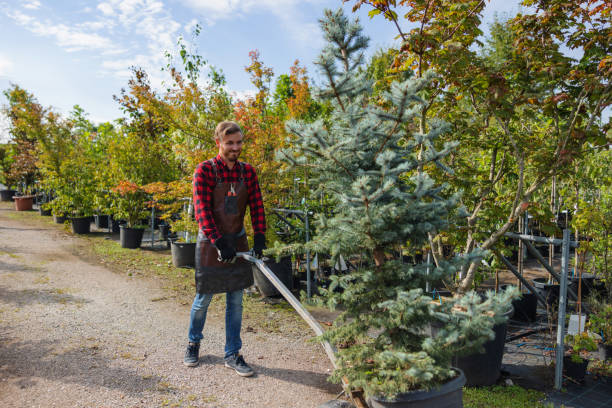 Pasadena, CA Tree Removal and Landscaping Services Company